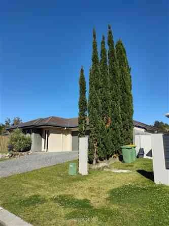 Small tree trimming & removal